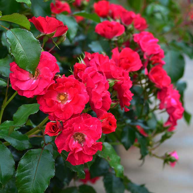 バラ ロッティリア|花の手帖の薔薇図鑑