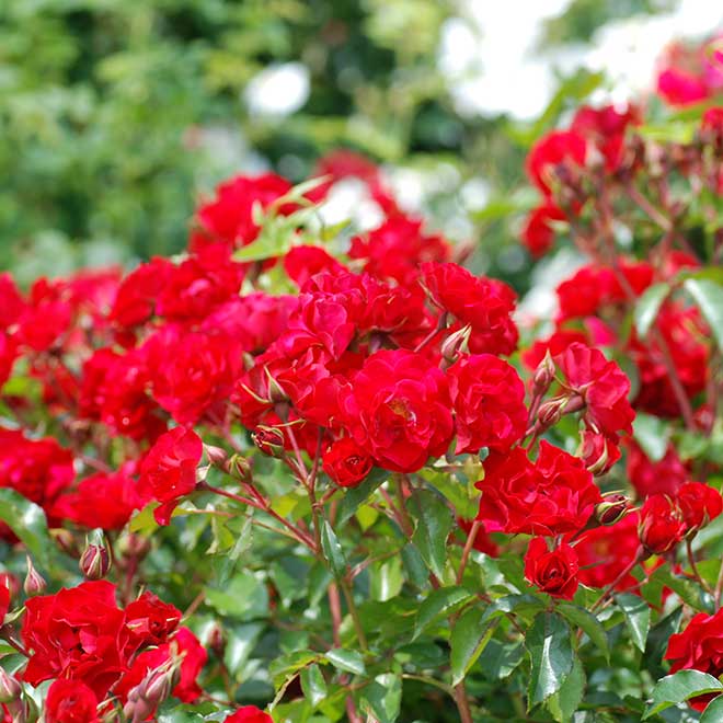 バラ ロッティリア|花の手帖の薔薇図鑑