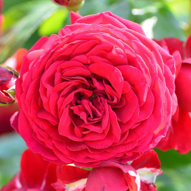 バラ ロートケプヘン｜花の手帖の薔薇図鑑