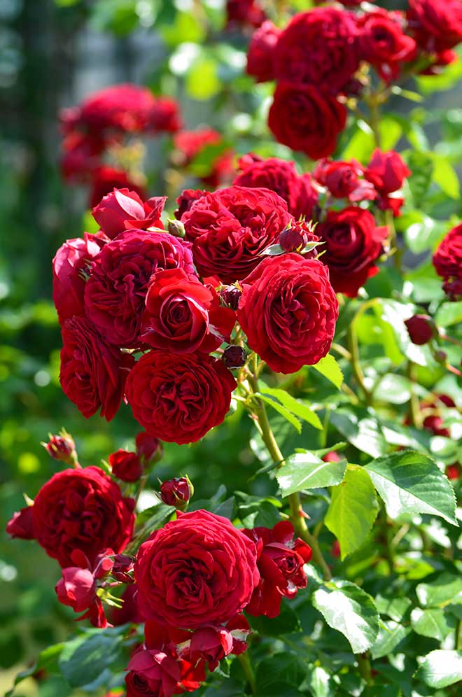 バラ ロートケプヘン｜花の手帖の薔薇図鑑