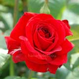 バラ ルージュメイアン｜花の手帖の薔薇図鑑