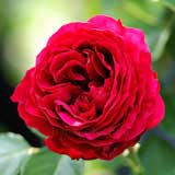 バラ ルージュ ピエール ドゥ ロンサール｜花の手帖の薔薇図鑑