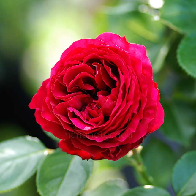 バラ ルージュ ピエール ドゥ ロンサール|花の手帖の薔薇図鑑