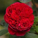 バラ ｜花の手帖の薔薇図鑑