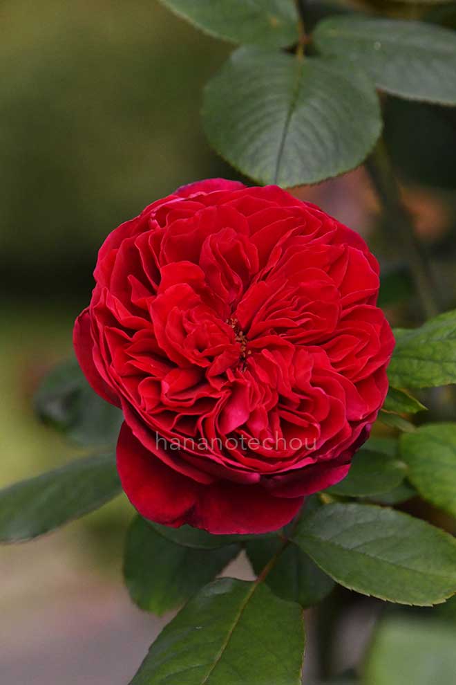 バラ ルージュ ロワイヤル｜花の手帖の薔薇図鑑