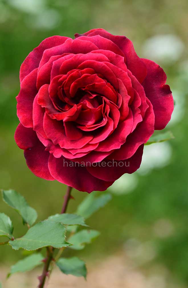 バラ ラウンドレイ｜花の手帖の薔薇図鑑