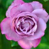 バラ ロイヤル アメジスト|花の手帖の薔薇図鑑