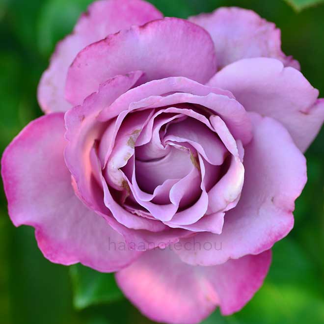 バラ ロイヤルアメジスト|花の手帖の薔薇図鑑