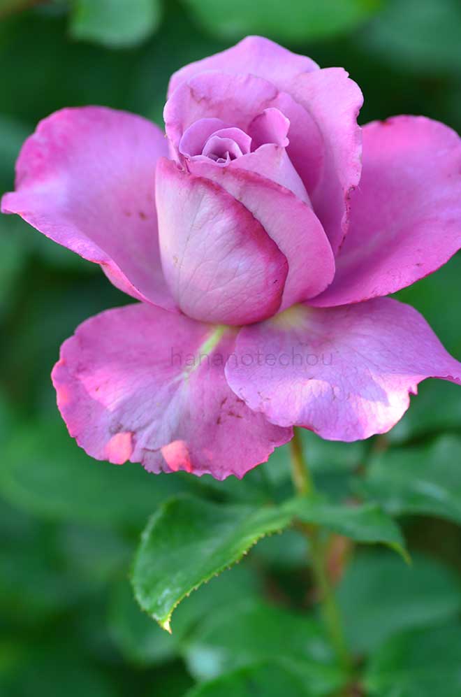 バラ ロイヤルアメジスト|花の手帖の薔薇図鑑