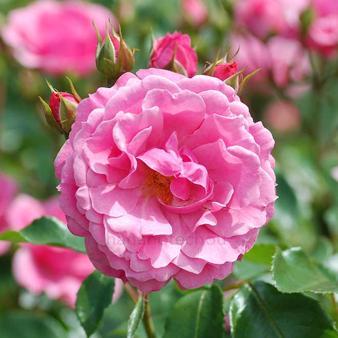 バラ ロイヤルボニカ|花の手帖の薔薇図鑑