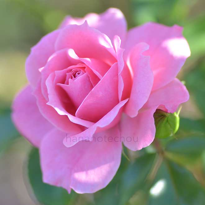 バラ ロイヤルボニカ|花の手帖の薔薇図鑑