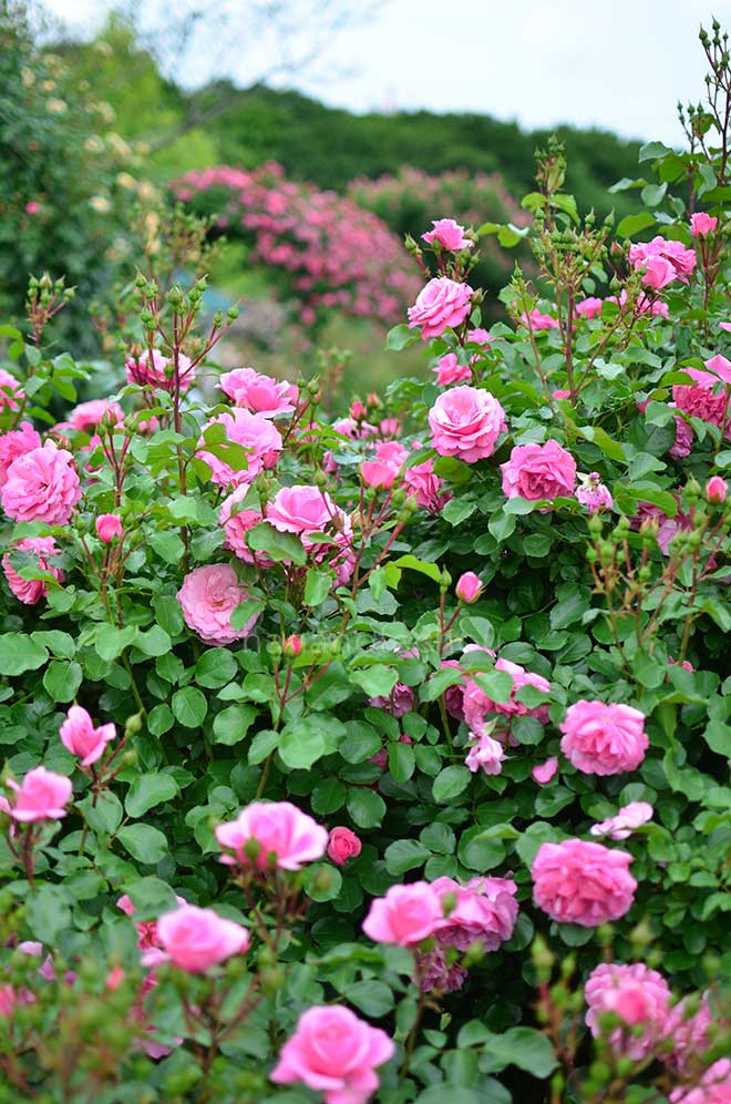 バラ ロイヤルボニカ|花の手帖の薔薇図鑑