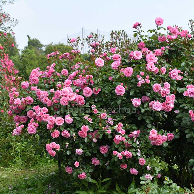 バラ ロイヤルボニカ|花の手帖の薔薇図鑑