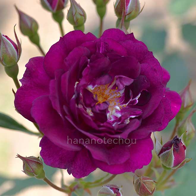 バラ ロイヤルセレブレーション｜花の手帖の薔薇図鑑