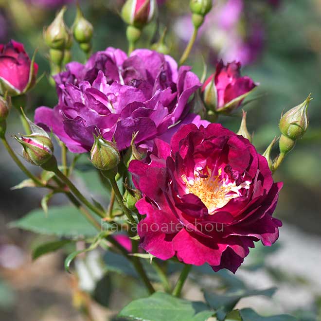 バラ ロイヤルセレブレーション｜花の手帖の薔薇図鑑