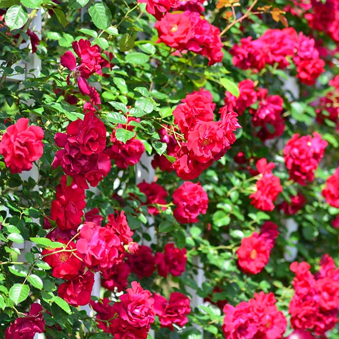 バラ ロイヤルスカーレットハイブリッド｜花の手帖の薔薇図鑑