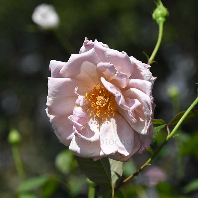 バラ ロイヤルタン｜花の手帖の薔薇図鑑