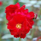 バラ ルビーリップス｜花の手帖の薔薇図鑑