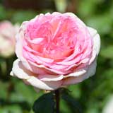 バラ ルイの涙|花の手帖の薔薇図鑑