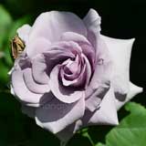 バラ わたらせ|花の手帖の薔薇図鑑