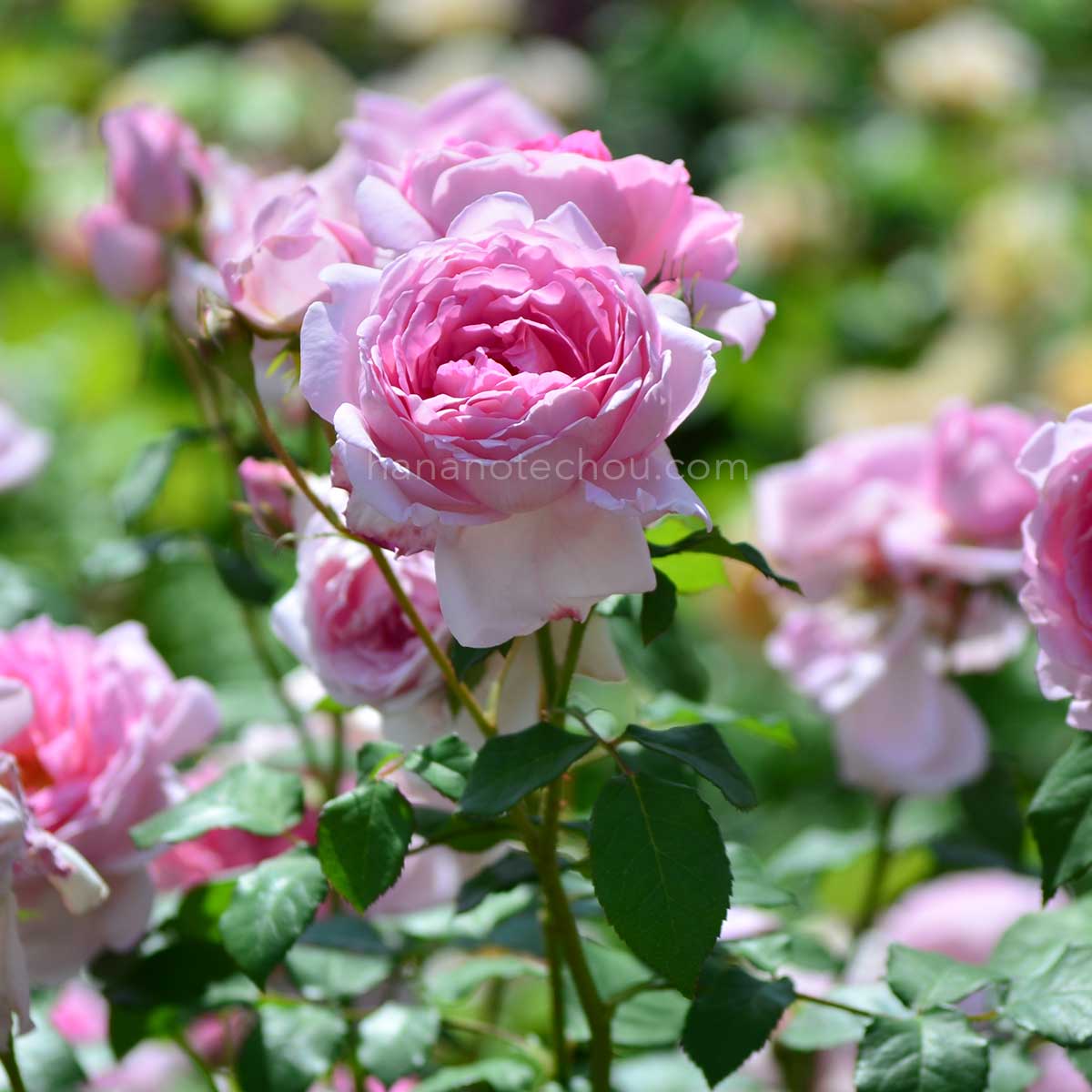 バラ ワイフ オブ バス｜花の手帖の薔薇図鑑