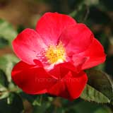 バラ ワイルドファイアー｜花の手帖の薔薇図鑑