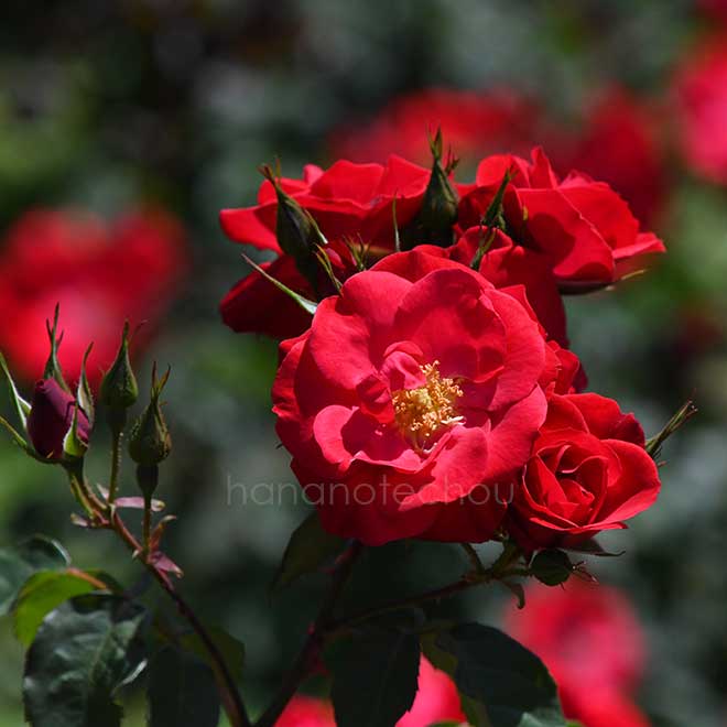 バラ ワイルドファイアー｜花の手帖の薔薇図鑑