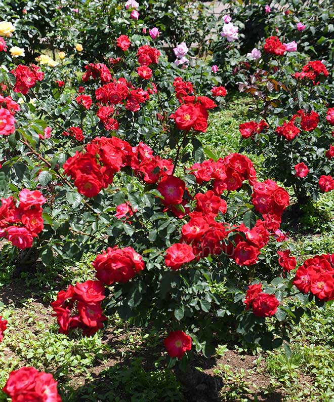 バラ ワイルドファイアー｜花の手帖の薔薇図鑑