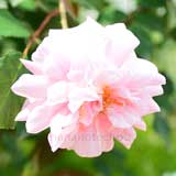 バラ セシル ブルンネ｜花の手帖の薔薇図鑑