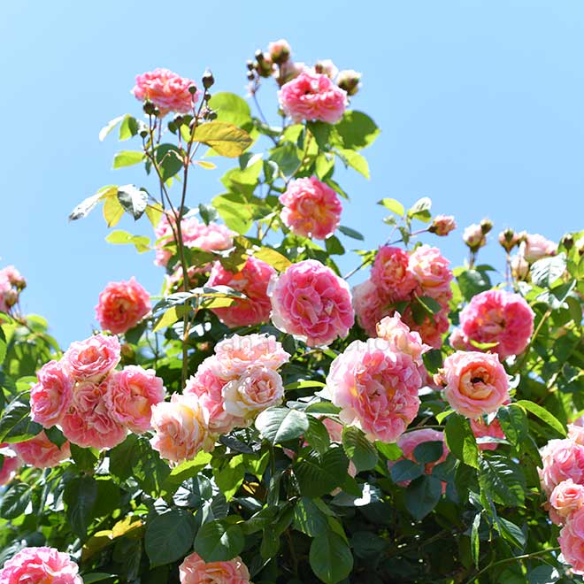 バラ シーザー｜花の手帖の薔薇図鑑