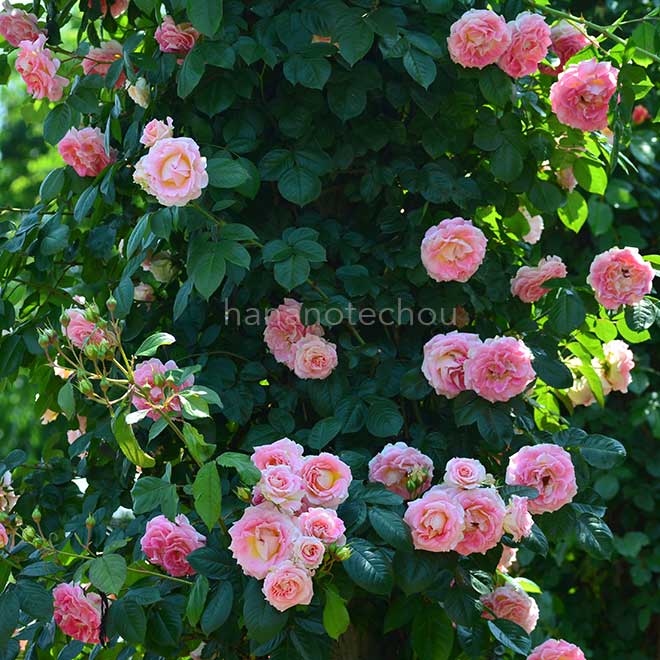 バラ シーザー｜花の手帖の薔薇図鑑