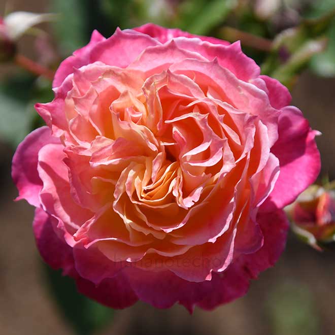 バラ シャルール｜花の手帖の薔薇図鑑