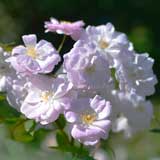 バラ シャンプニーズ ピンク クラスター|花の手帖の薔薇図鑑