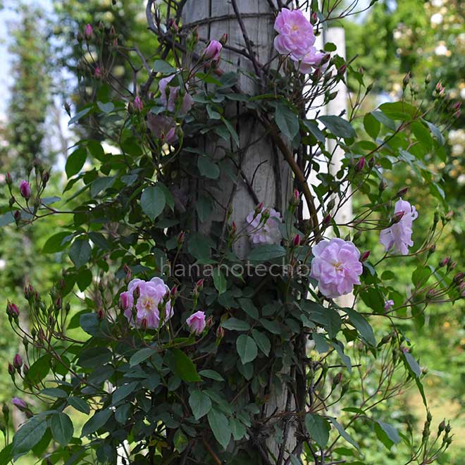 バラ シャンプニーズ ピンク クラスター｜花の手帖の薔薇図鑑