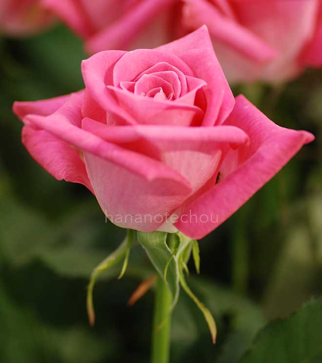 バラ シャネル|花の手帖の薔薇図鑑