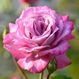 バラ |花の手帖の薔薇図鑑