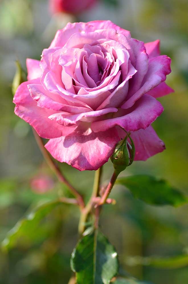 バラ シャンテリー レース｜花の手帖の薔薇図鑑