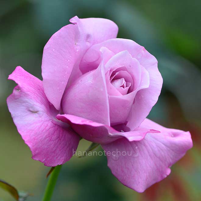 バラ シャルル ドゥ ゴール|花の手帖の薔薇図鑑