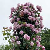 バラ ライラック ビューティ|花の手帖の薔薇図鑑