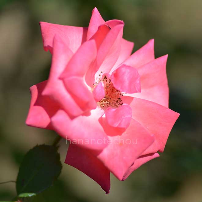 バラ シャーロットエリザベス｜花の手帖の薔薇図鑑