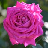 バラ シャトルーズ ドゥ パルム｜花の手帖の薔薇図鑑