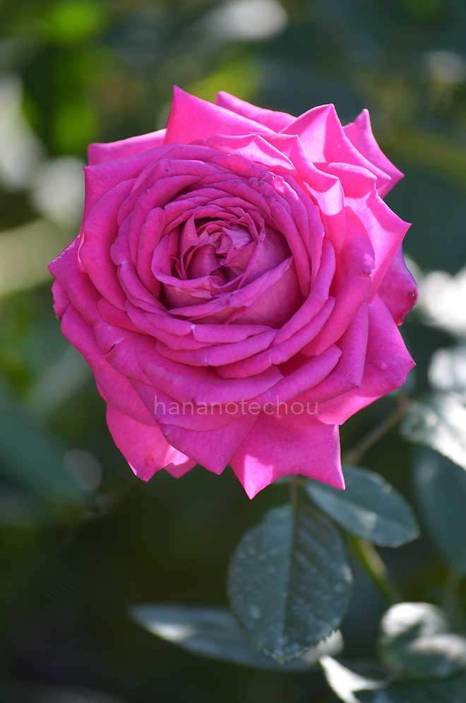 バラ シャトルーズ ドゥ パルム|花の手帖の薔薇図鑑