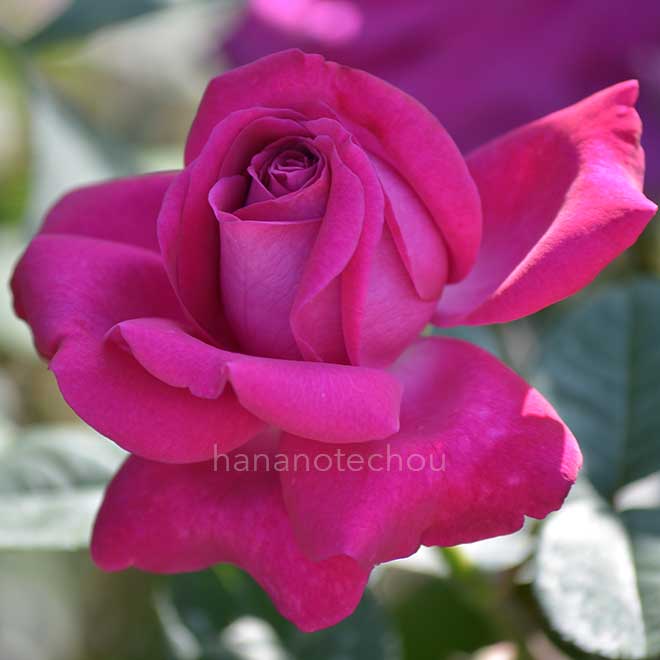 バラ シャトルーズ ドゥ パルム|花の手帖の薔薇図鑑