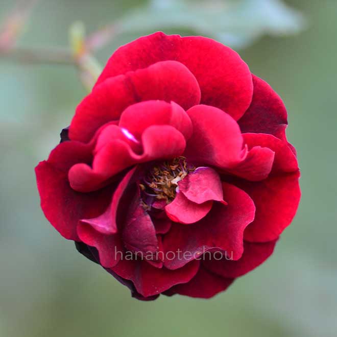 バラ シャトー ドゥ クロ ブージョ｜花の手帖の薔薇図鑑