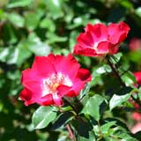 バラ シェリー メイディランド｜花の手帖の薔薇図鑑