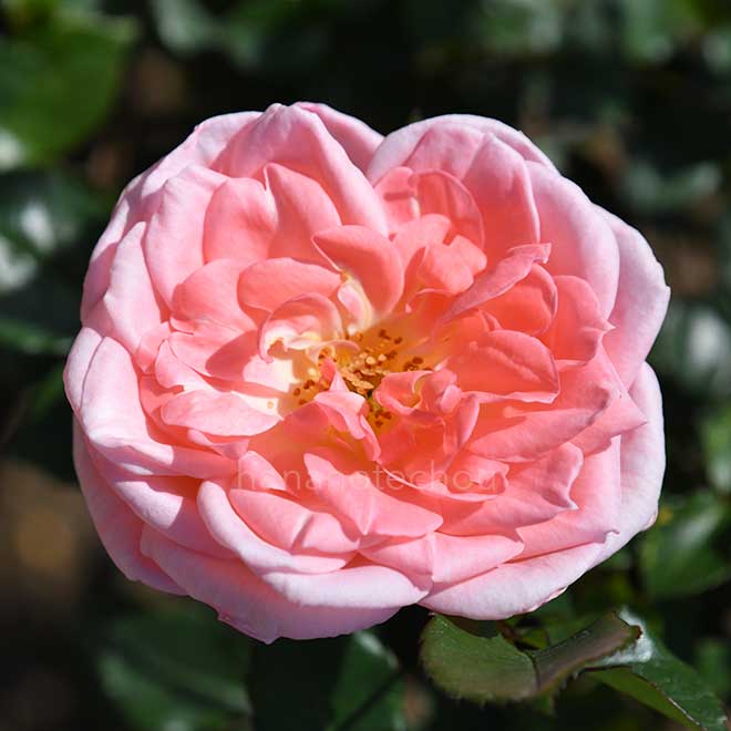 バラ シック｜花の手帖の薔薇図鑑