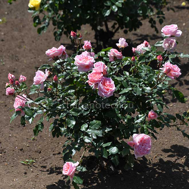 バラ シック｜花の手帖の薔薇図鑑