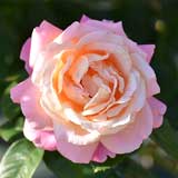 バラ シカゴ ピース｜花の手帖の薔薇図鑑