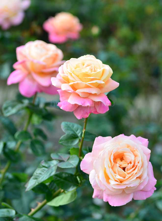 バラ ｜花の手帖の薔薇図鑑