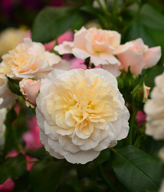 バラ シフォナード｜花の手帖の薔薇図鑑